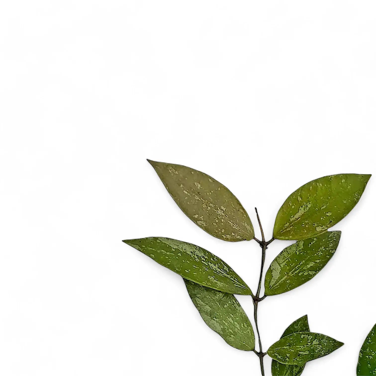 Hoya gracilis (Hoya memoria) – Nahaufnahme eines Blatts vor weißem Hintergrund.