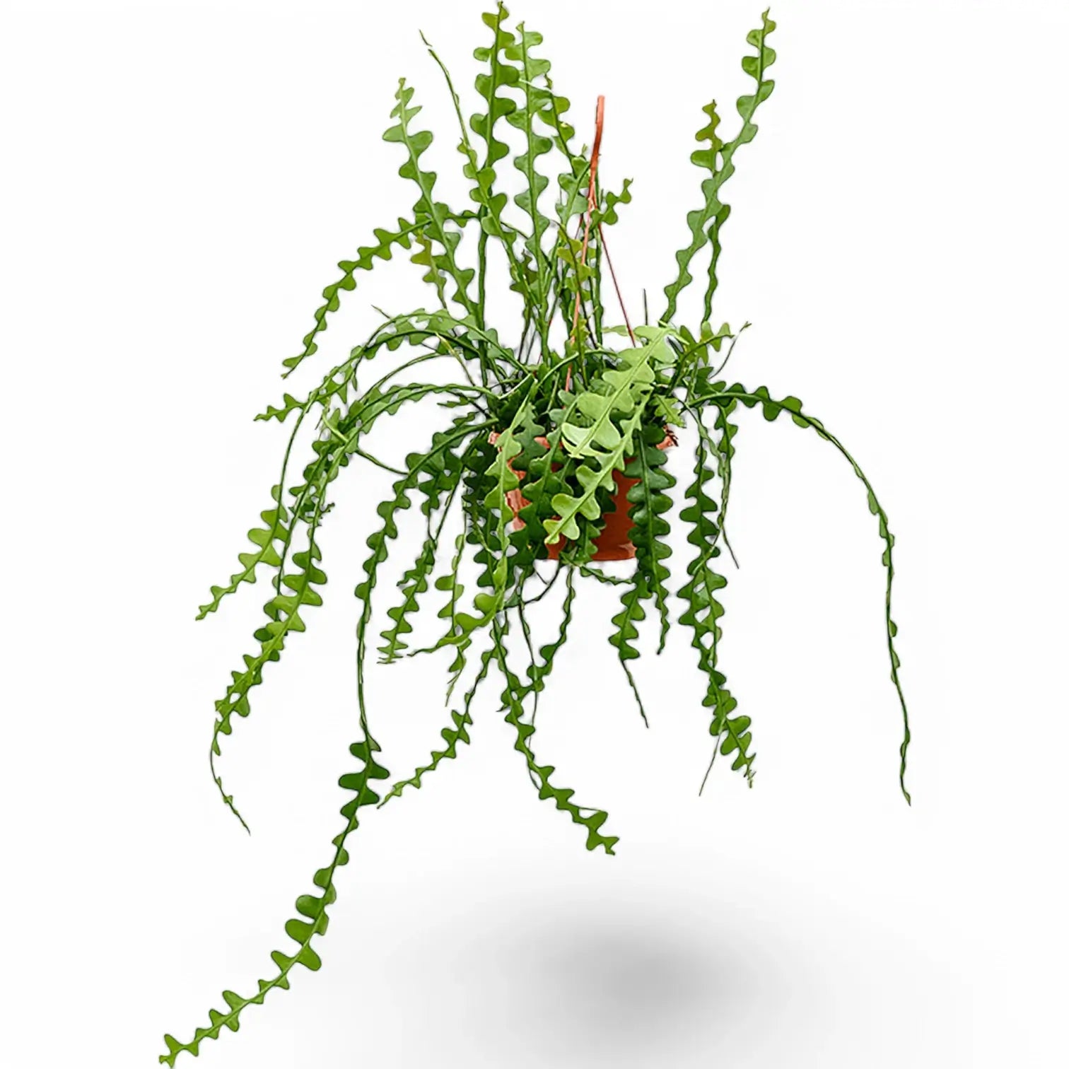 Disocactus ( Epiphyllum ) anguliger potted houseplant in nursery pot on white background, product photo 5.