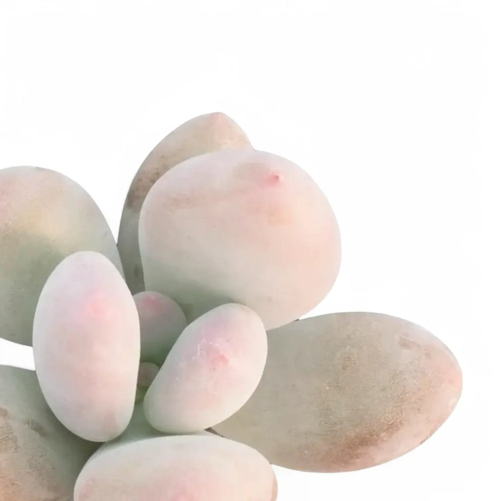 Pachyphytum oviferum 'Pink Moonstones' (auch 'Pink Panther') – Detailaufnahme auf weißem Hintergrund.