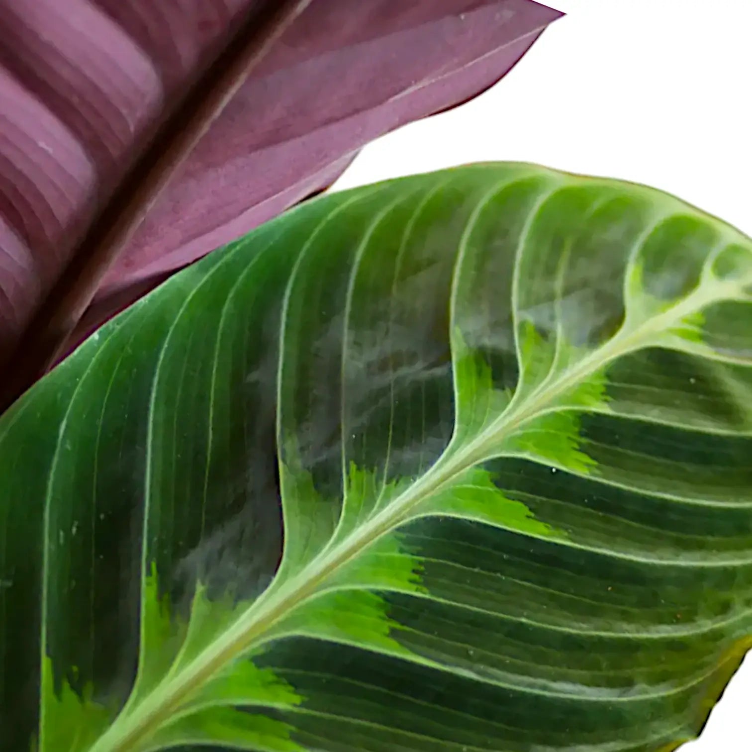 Goeppertia (Calathea) warszewiczii – Blatt-Detailaufnahme auf weißem Hintergrund.