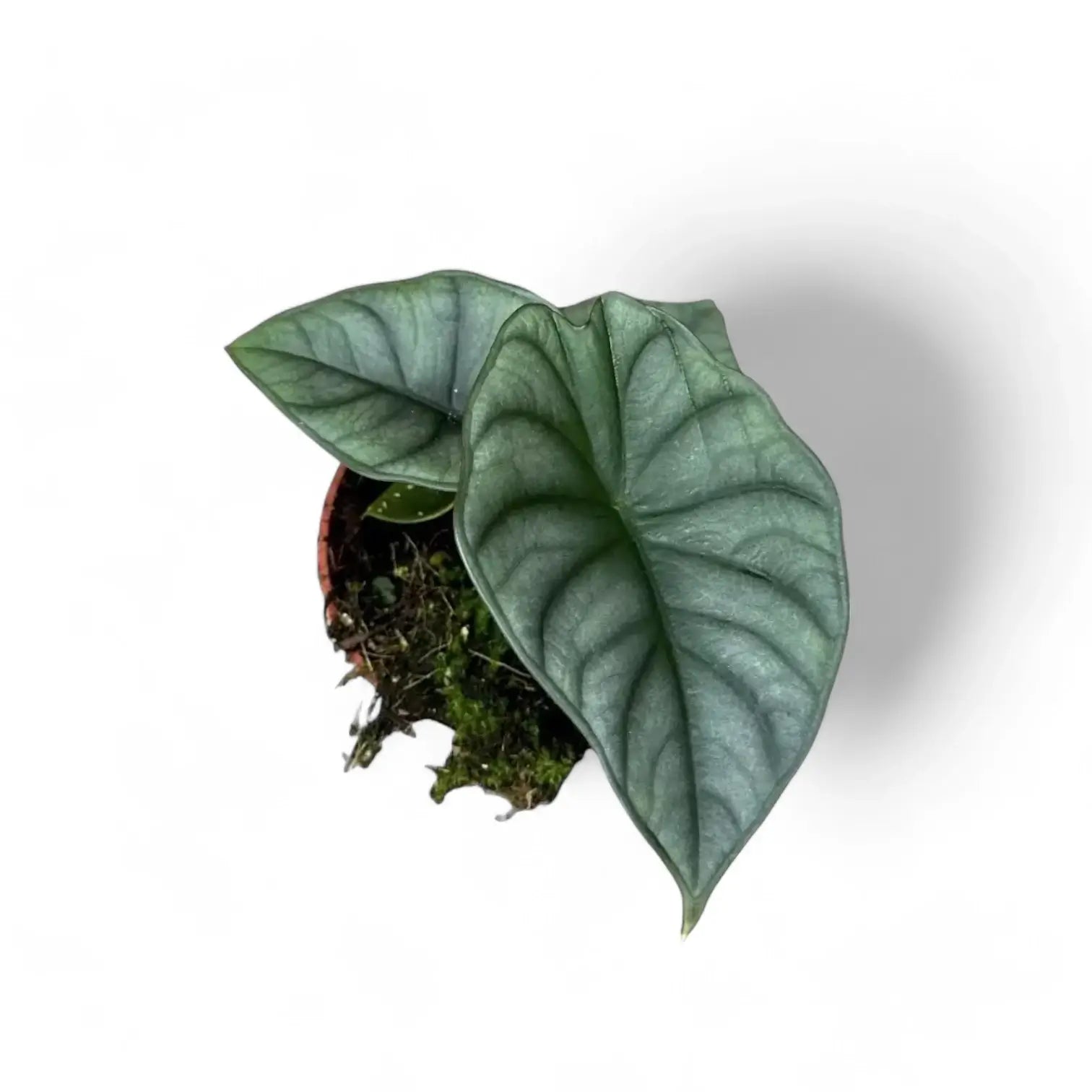 Alocasia nebula 'Silver' ('Black Diamond') potted houseplant in nursery pot on white background, product photo 4.