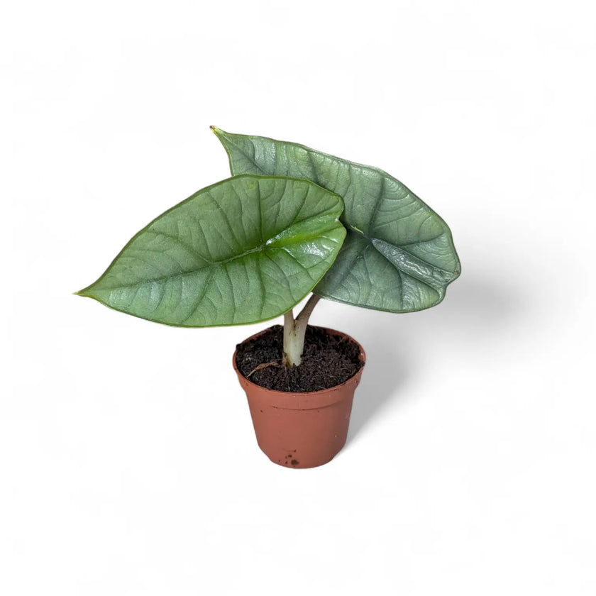 Alocasia 'Platinum' potted houseplant in nursery pot on white background, product photo 3.
