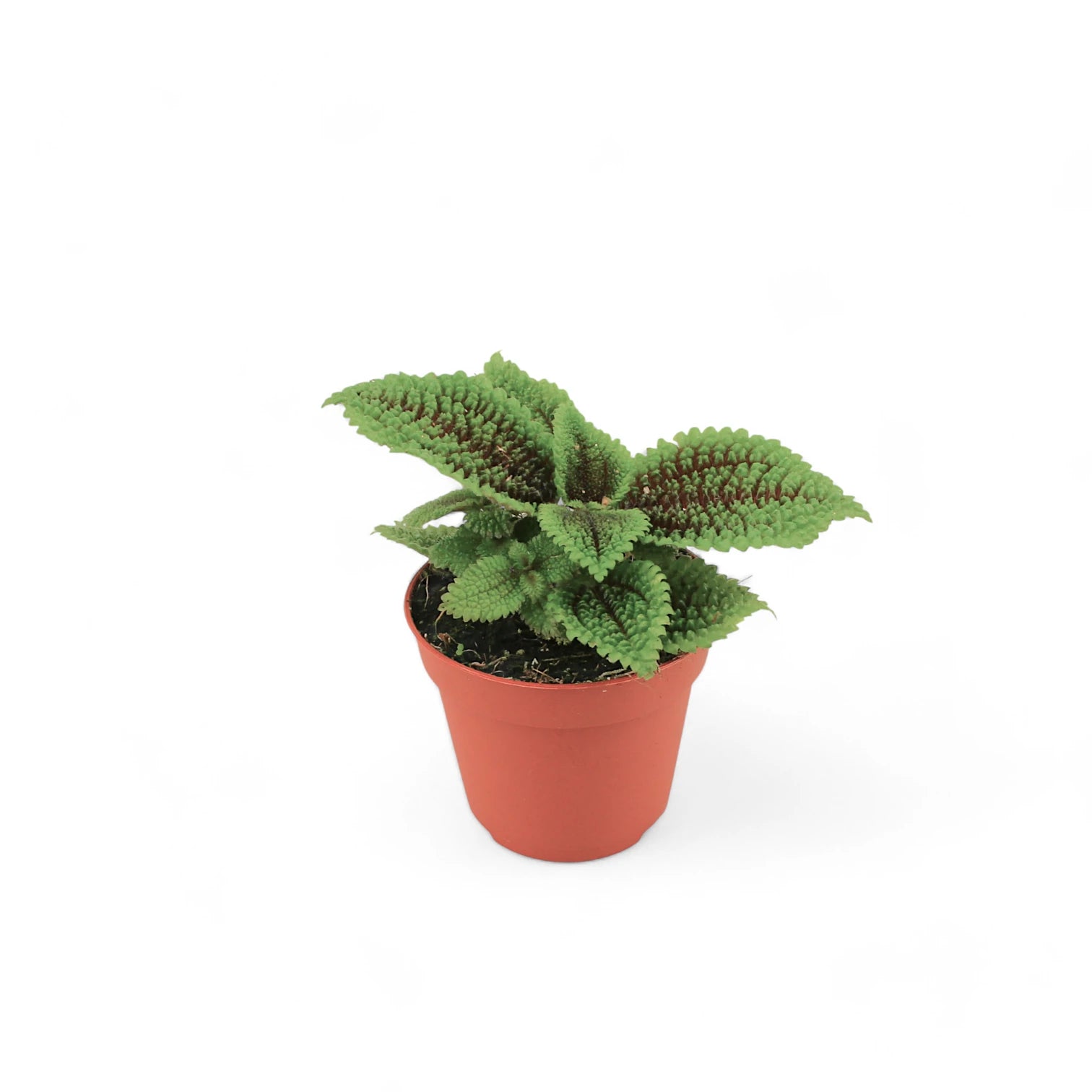 Pilea ovalis 'Moon valley' potted houseplant in nursery pot on white background, product photo 4.