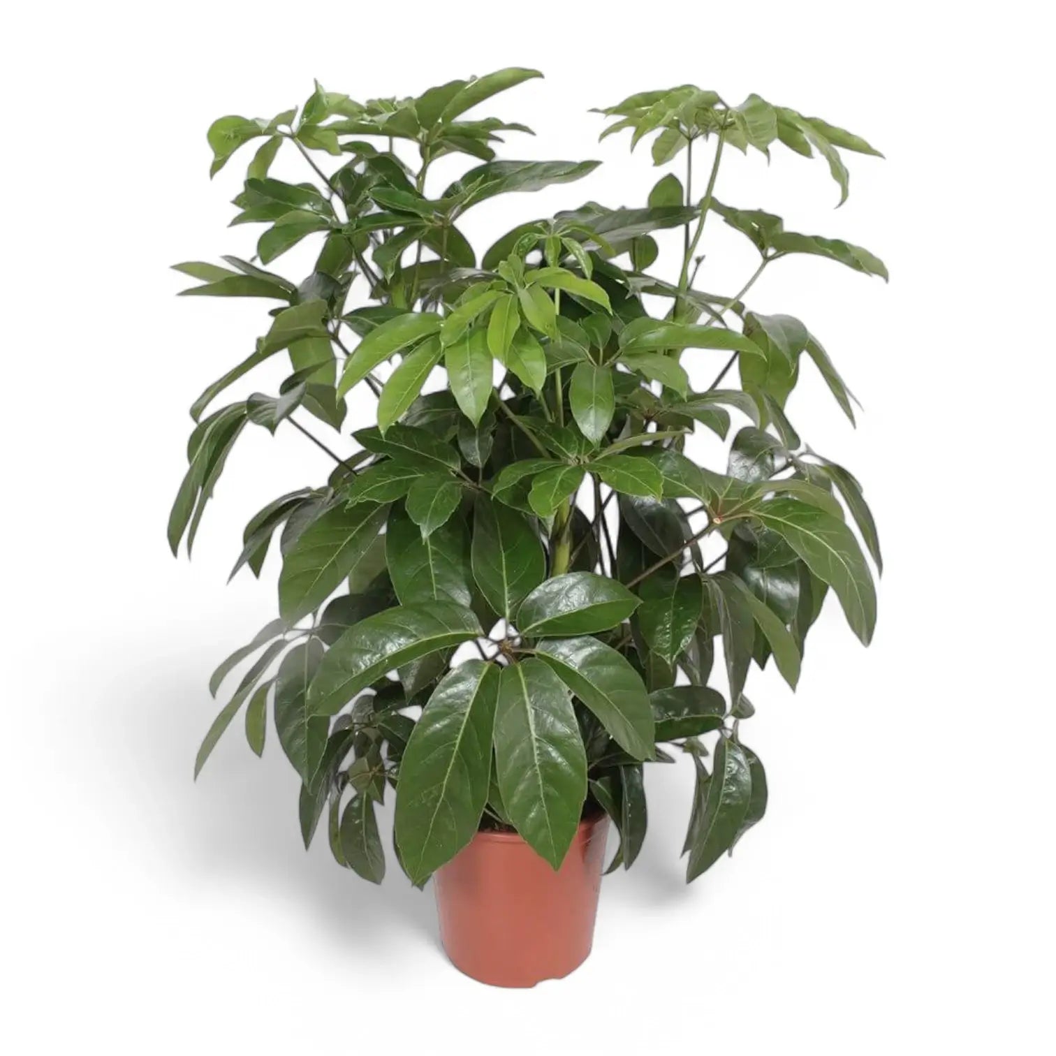 Heptapleurum (Schefflera) actinophyllum 'Amate' potted houseplant in nursery pot on white background, product photo 4.