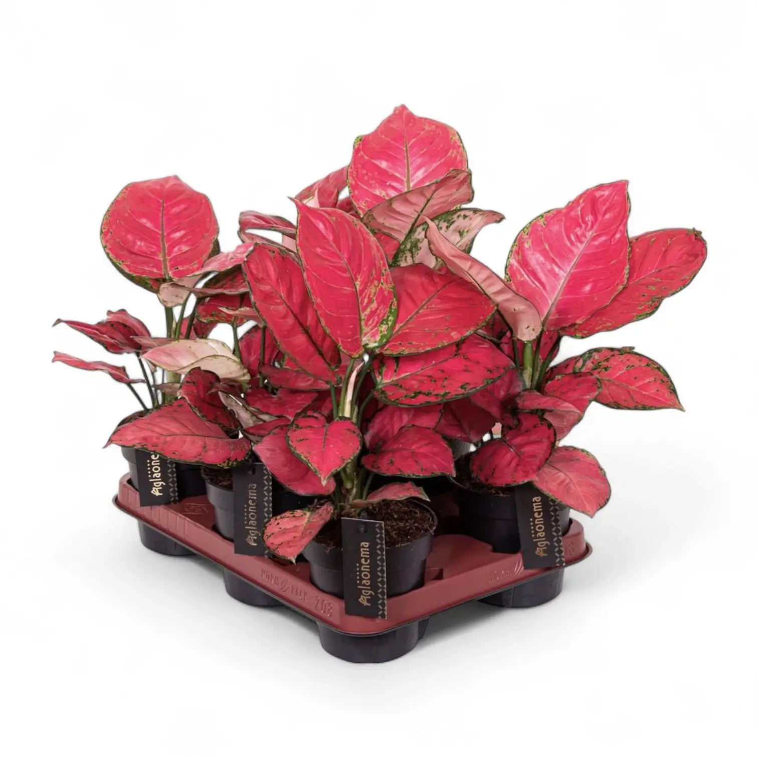 Aglaonema 'Red Joy' potted houseplant in nursery pot on white background, product photo 5.