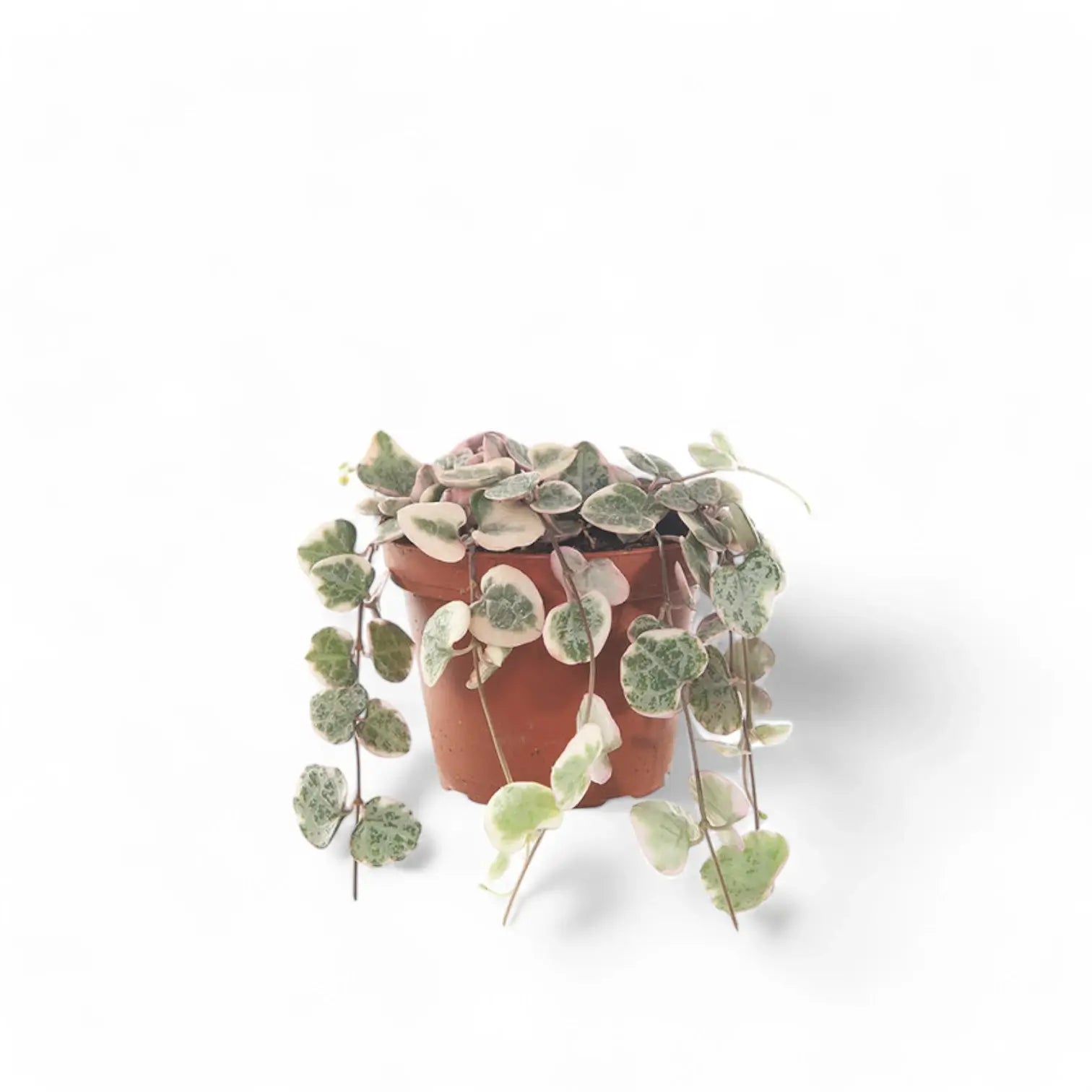 Ceropegia woodii variegata – Zimmerpflanze im Kulturtopf auf weißem Hintergrund, Produktfoto 4.