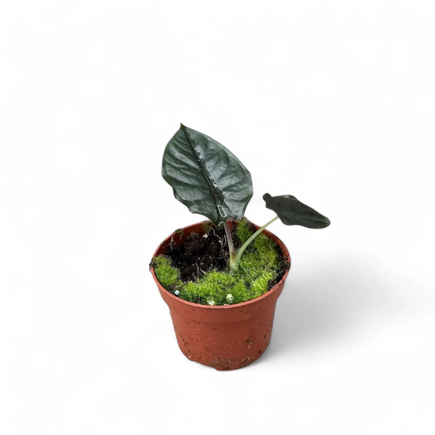 Alocasia infernalis 'Black Magic' potted houseplant in nursery pot on white background, product photo 3.