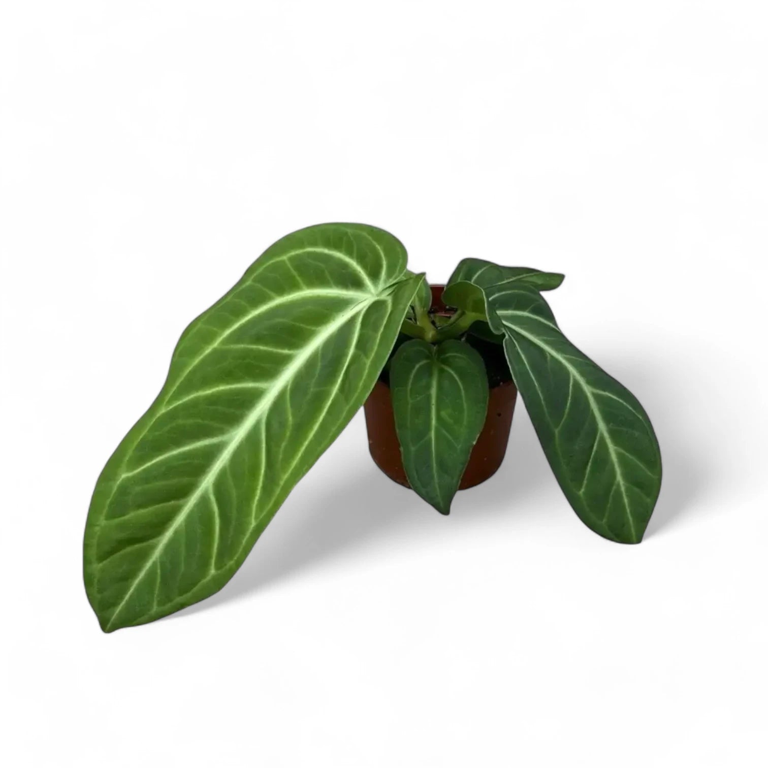 Anthurium villenaorum potted houseplant in nursery pot on white background, product photo 12.