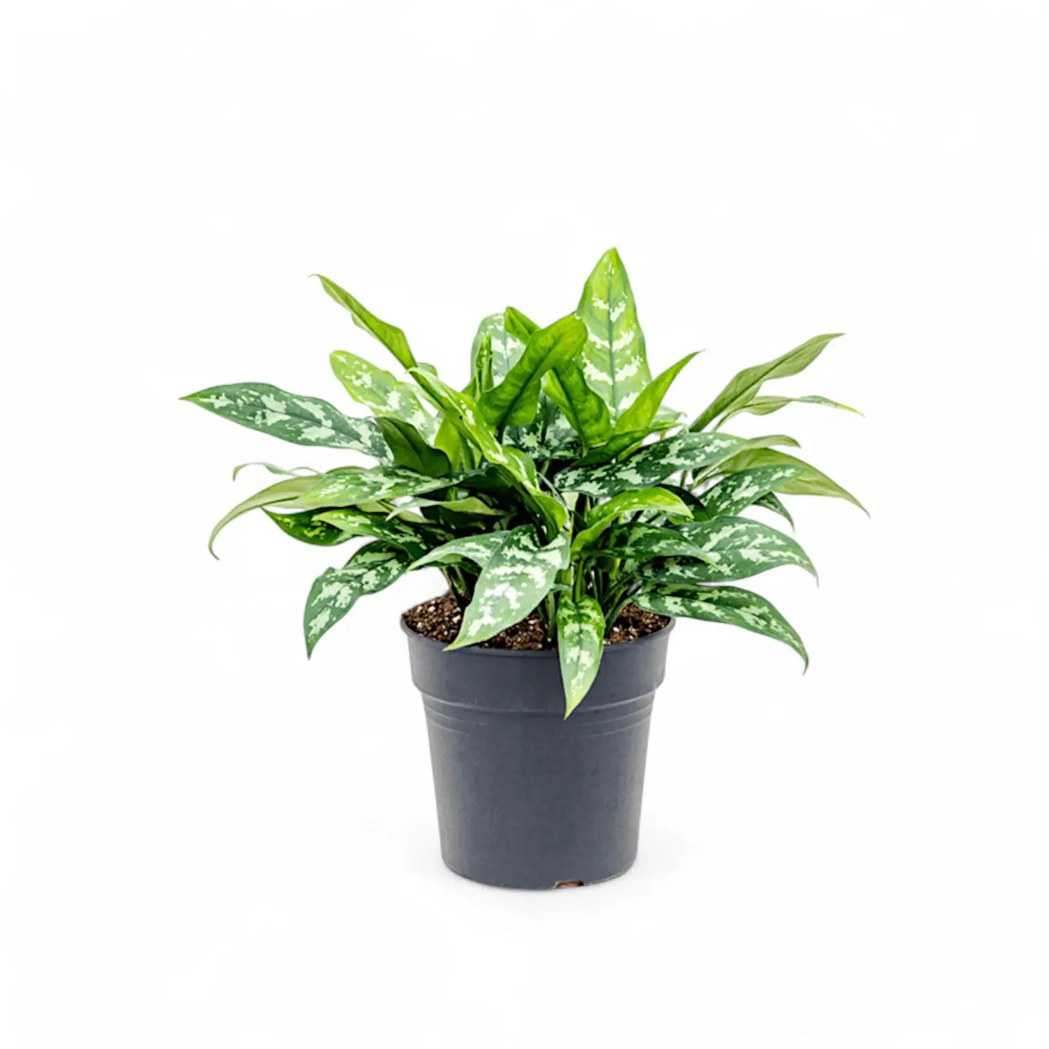 Aglaonema 'Maria' potted houseplant in nursery pot on white background, product photo 6.