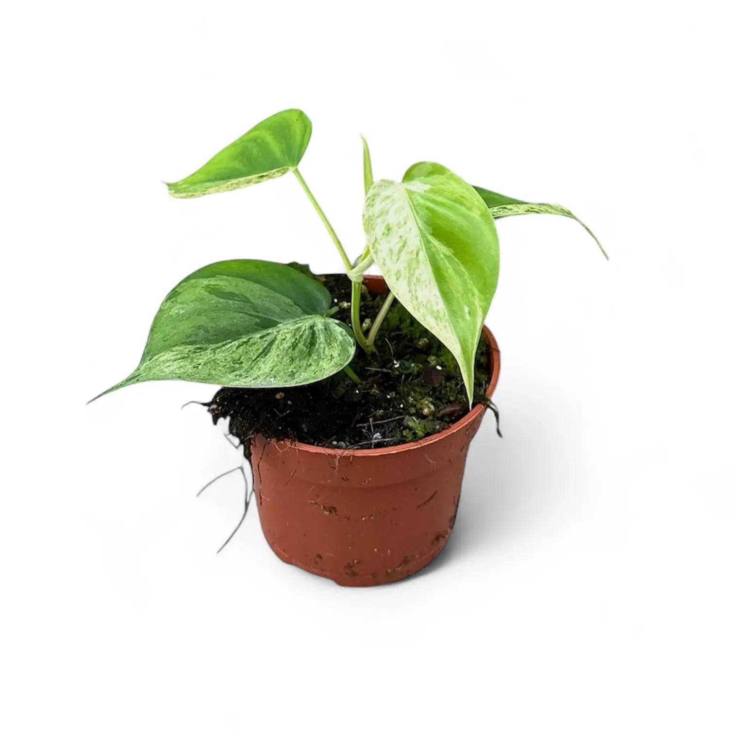 Philodendron hederaceum var. oxycardium variegata – Topfpflanze im Kulturtopf vor weißem Hintergrund, Produktfoto 4.