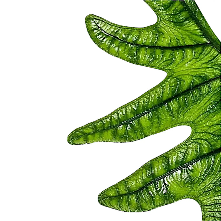 Alocasia 'Jacklyn' leaf close-up on white background.