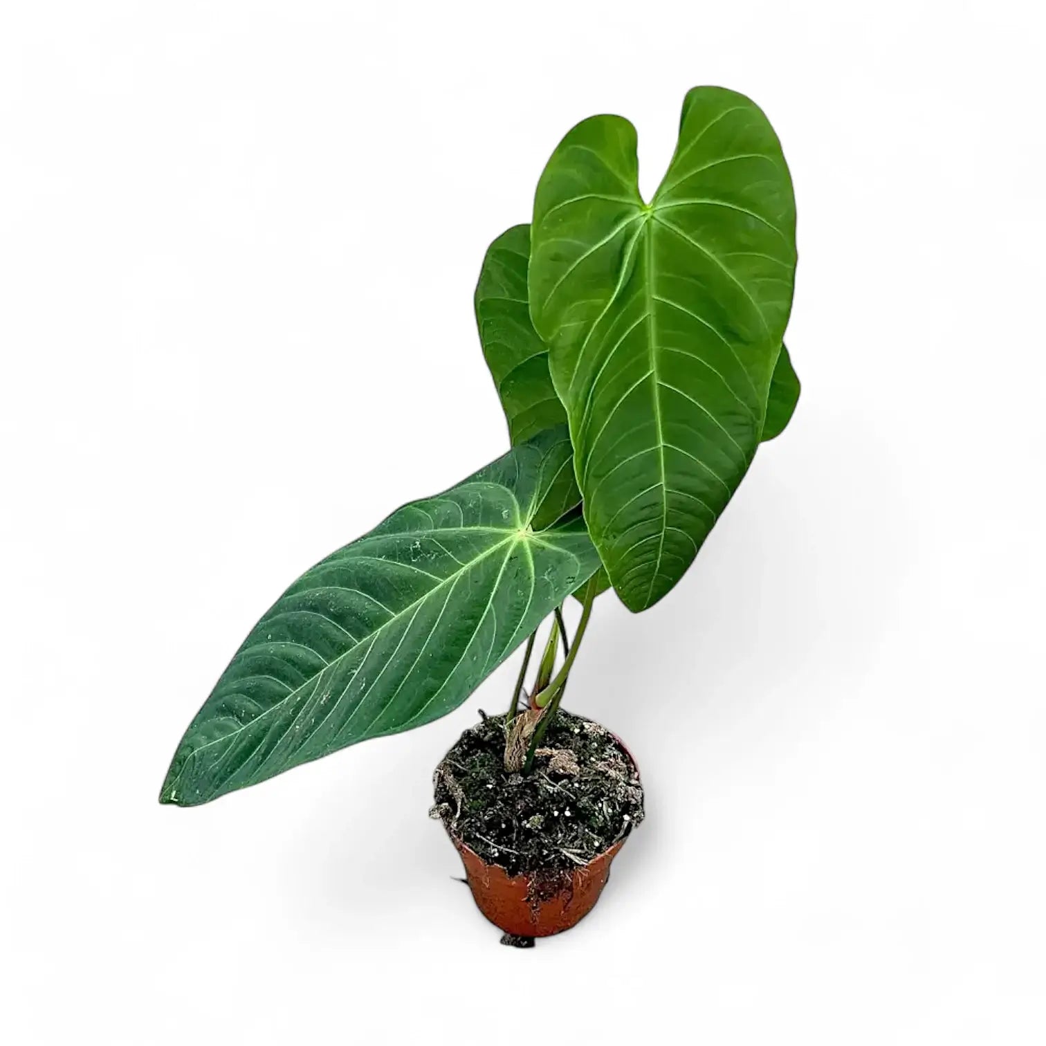 Anthurium queremalense potted houseplant in nursery pot on white background, product photo 3.