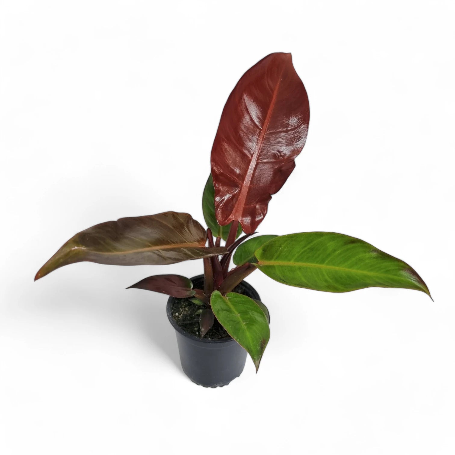 Philodendron 'Red Sun' potted houseplant in nursery pot on white background, product photo 5.