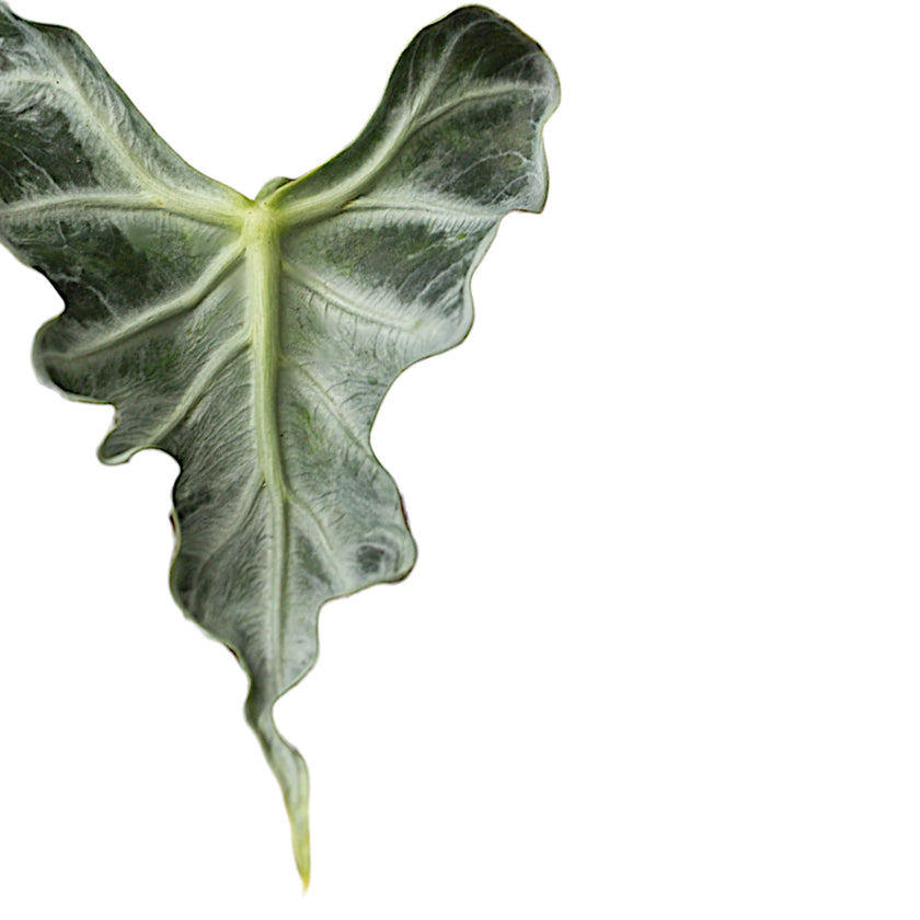 Alocasia 'Loco' leaf close-up on white background.