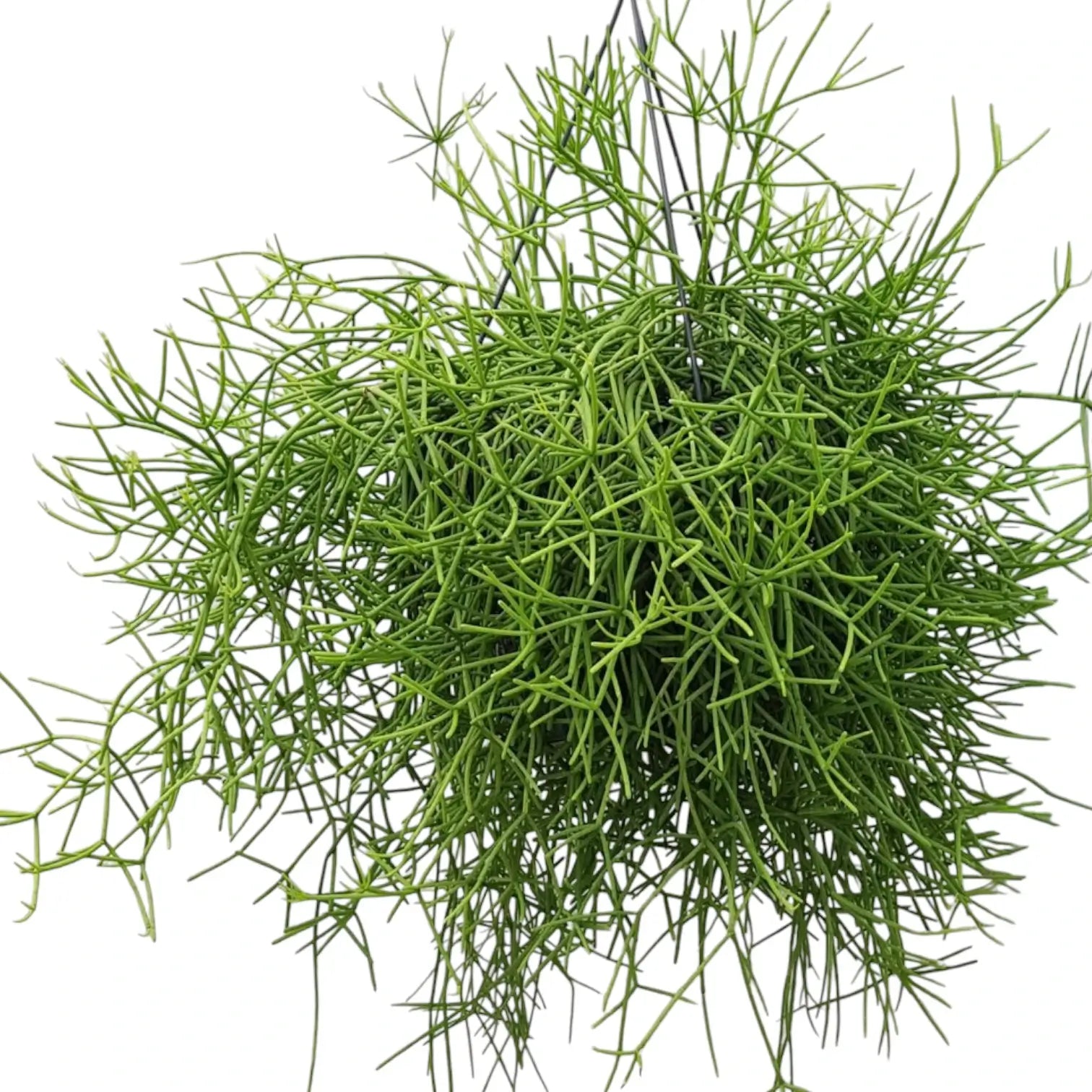 Rhipsalis teres f. heteroclada – Zimmerpflanze im Kulturtopf auf weißem Hintergrund, Produktfoto 6.