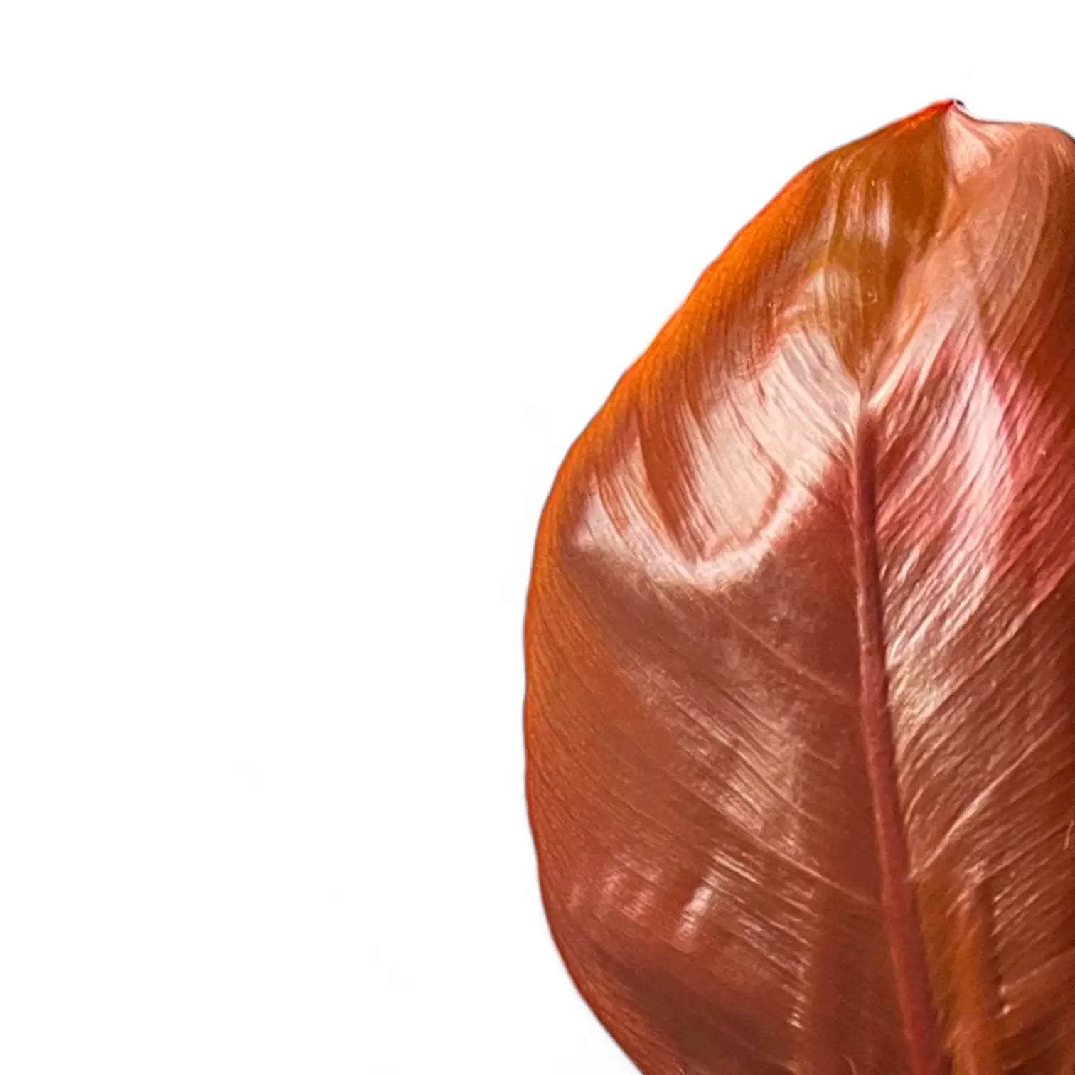 Philodendron 'McColley's Finale' – Blatt-Detailaufnahme auf weißem Hintergrund.