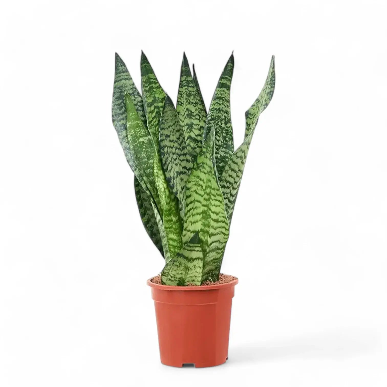 Dracaena (Sansevieria) zeylanica – Topfpflanze im Kulturtopf vor weißem Hintergrund, Produktfoto 8.