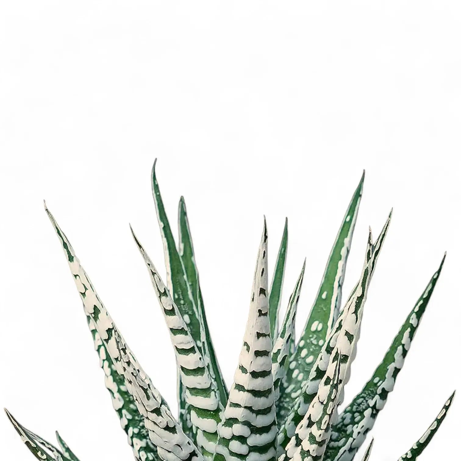 Haworthiopsis fasciata 'Big Band' – Detailaufnahme auf weißem Hintergrund.