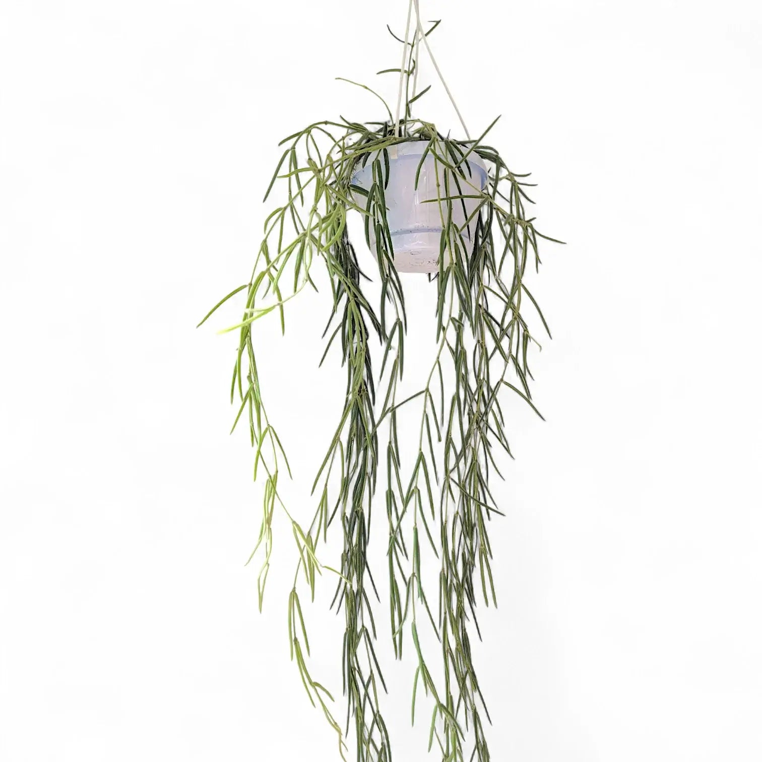 Hoya linearis – Topfpflanze im Kulturtopf vor weißem Hintergrund, Produktfoto 3.