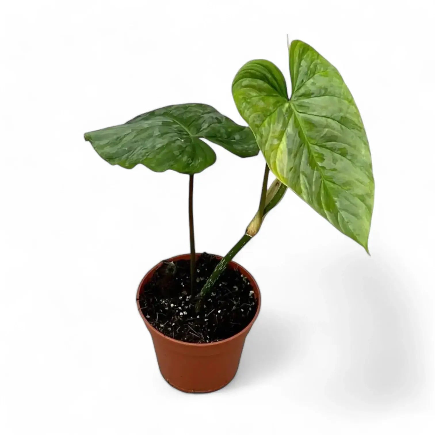 Philodendron 'Majestic' (verrucosum x sodiroi) – Zimmerpflanze im Kulturtopf auf weißem Hintergrund, Produktfoto 8.