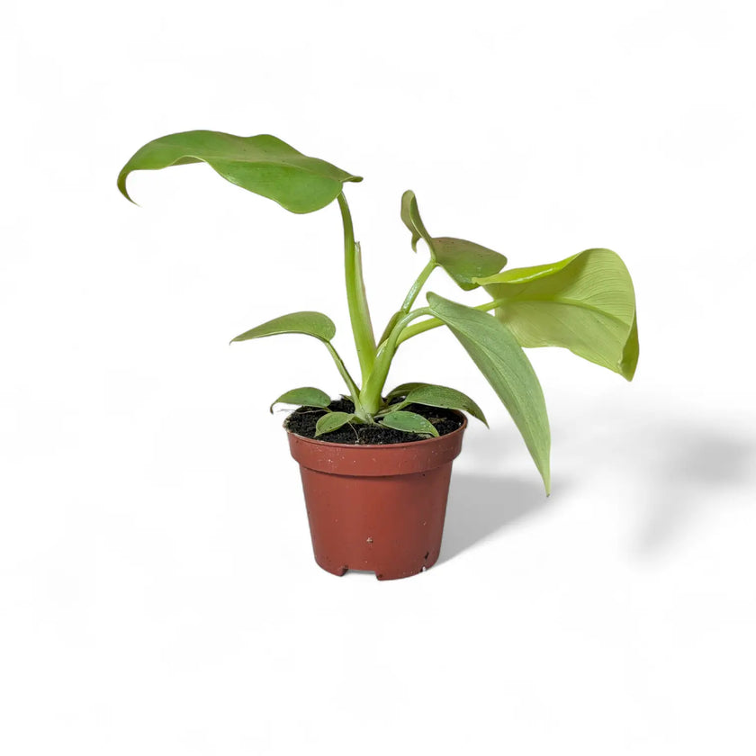 Philodendron bipennifolium 'Golden violin' potted houseplant in nursery pot on white background, product photo 2.