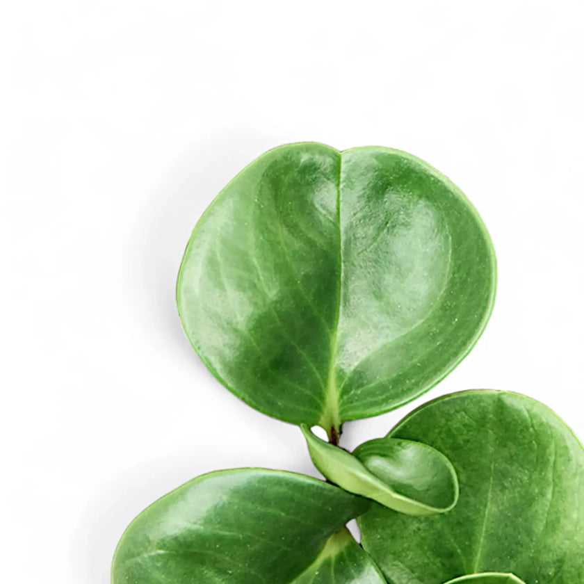 Peperomia obtusifolia leaf close-up on white background.