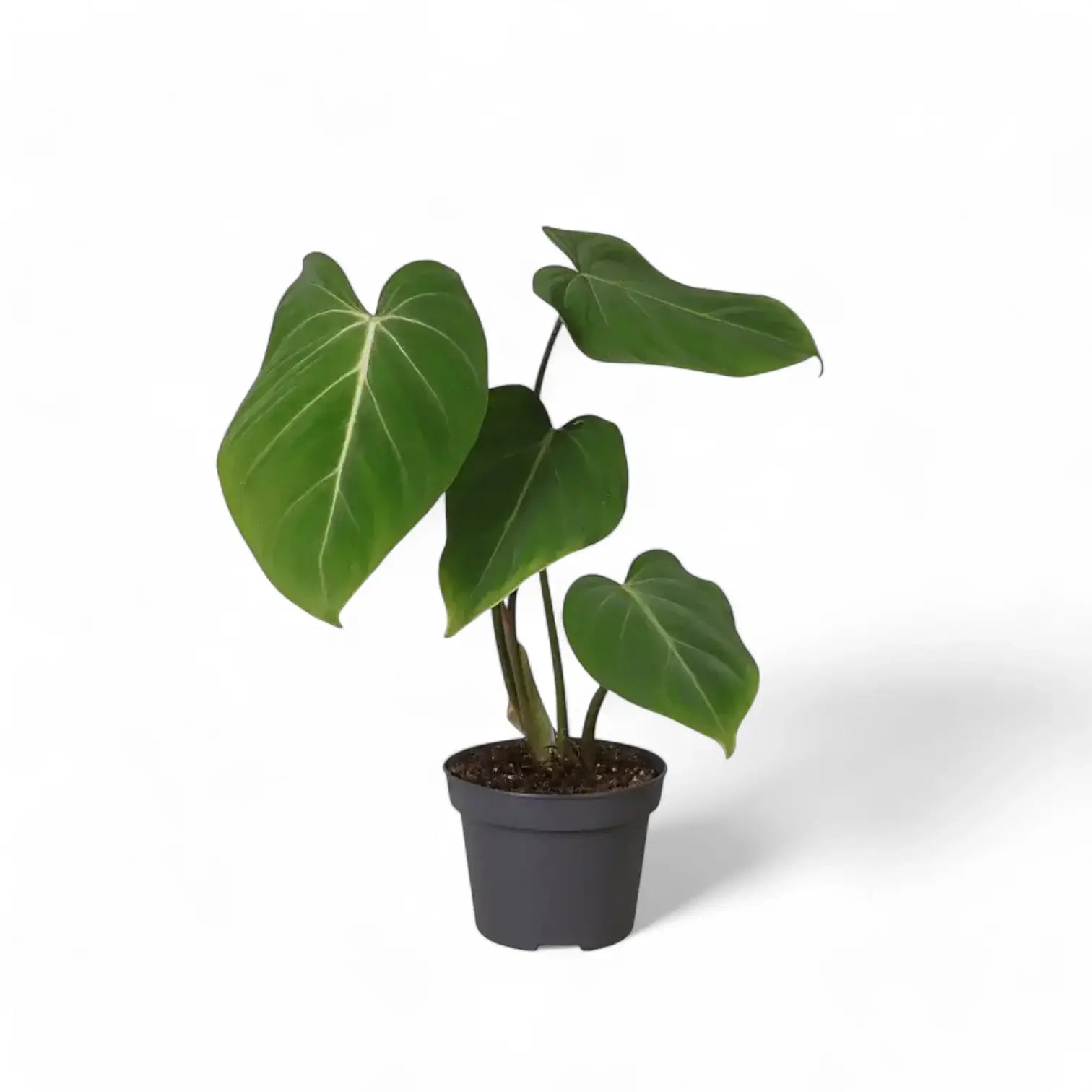 Philodendron gloriosum – Topfpflanze im Kulturtopf vor weißem Hintergrund, Produktfoto 11.