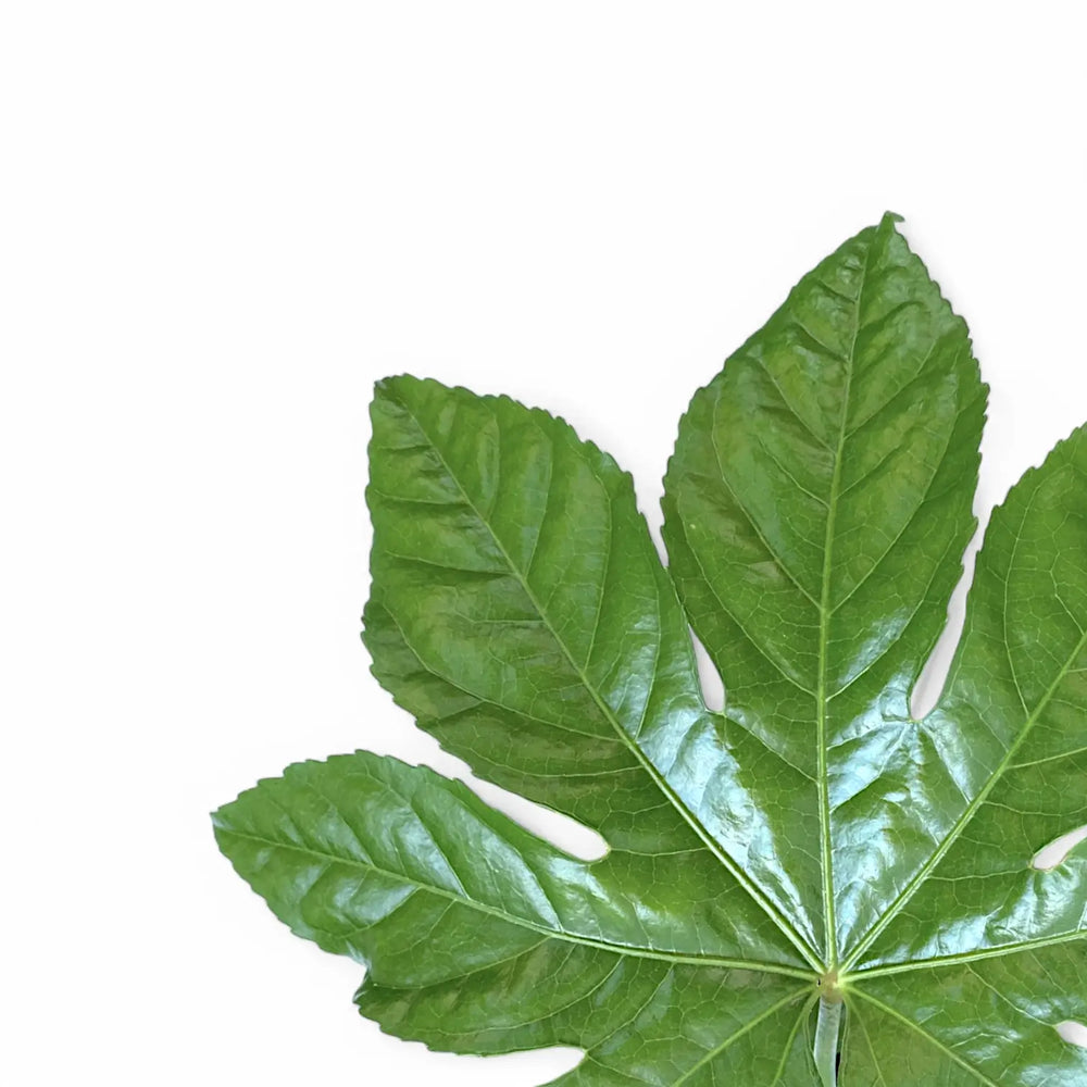 Fatsia japonica – Nahaufnahme eines Blatts vor weißem Hintergrund.