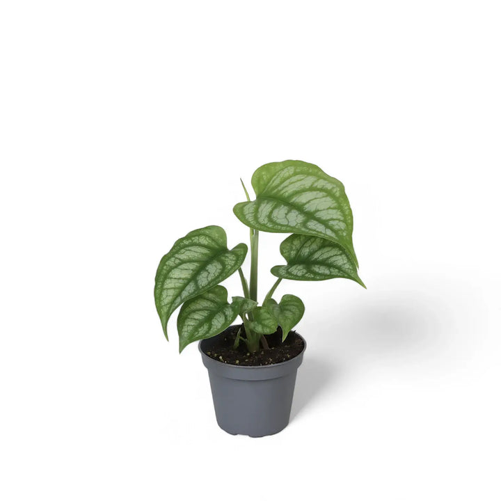 Monstera siltepecana potted houseplant in nursery pot on white background, product photo 3.