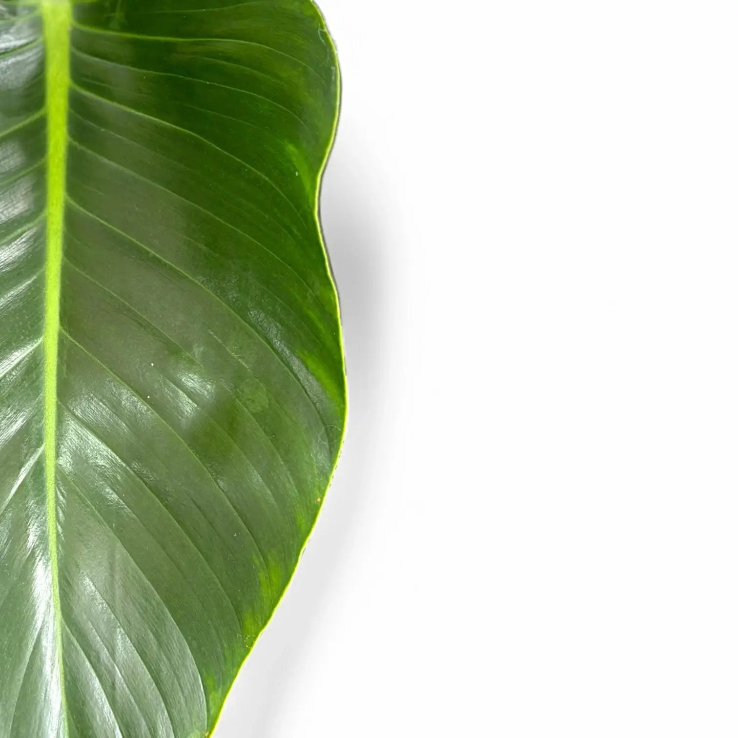 Philodendron 'Green beauty' – Blatt-Detailaufnahme auf weißem Hintergrund.