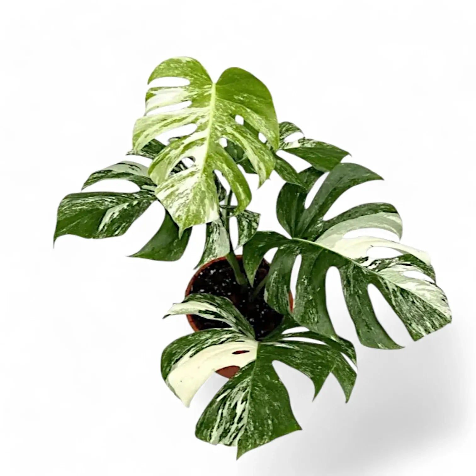 Monstera deliciosa Albo Variegata – Zimmerpflanze im Kulturtopf auf weißem Hintergrund, Produktfoto 3.