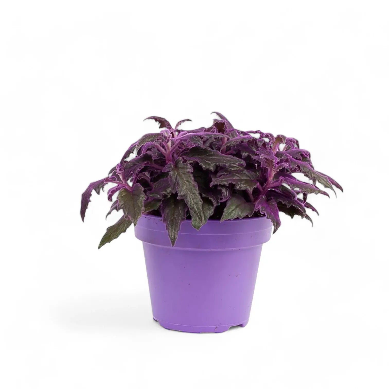 Gynura aurantiaca – Zimmerpflanze im Kulturtopf auf weißem Hintergrund, Produktfoto 5.