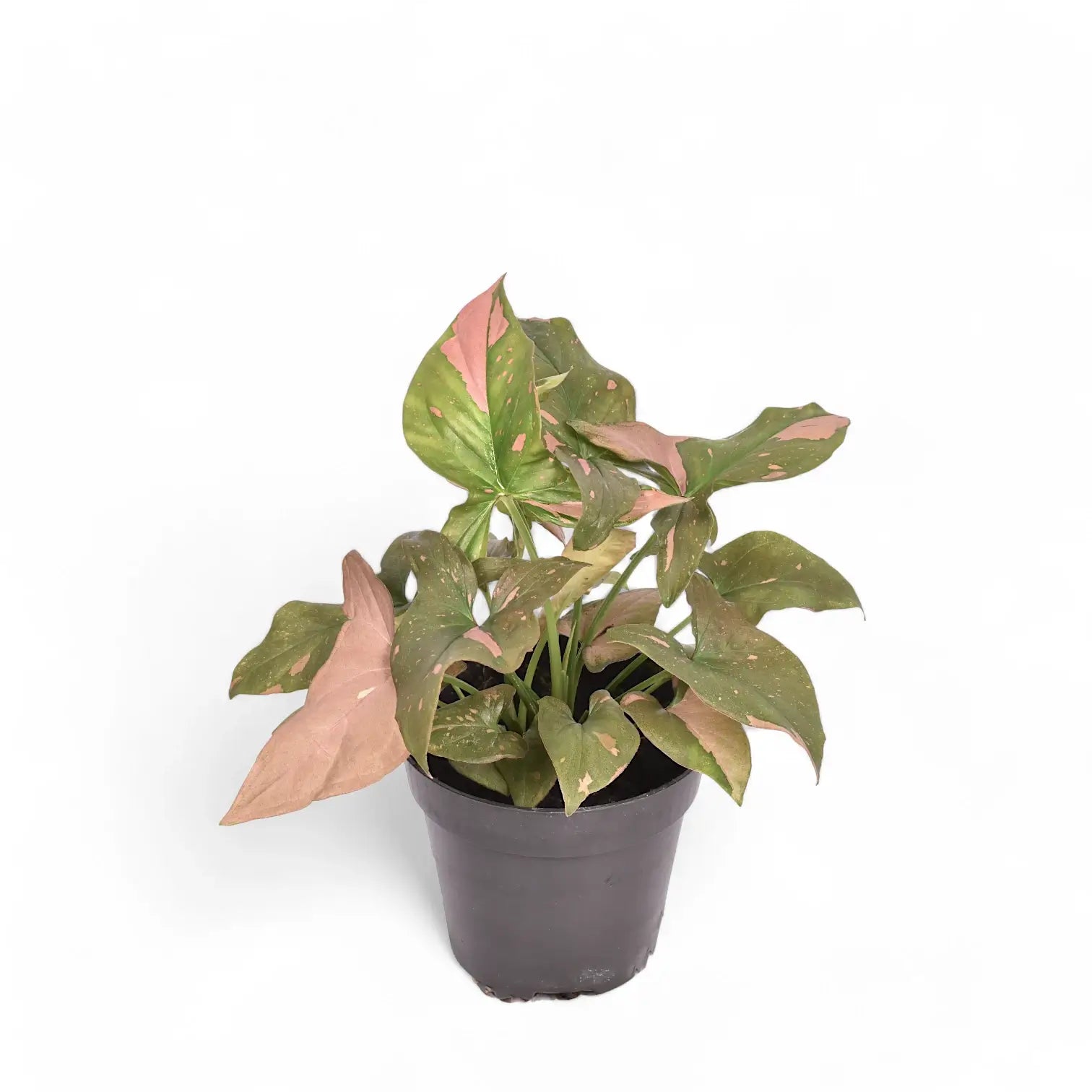 Syngonium podophyllum 'Red Spot' ('Pink splash') – Zimmerpflanze im Kulturtopf auf weißem Hintergrund, Produktfoto 6.