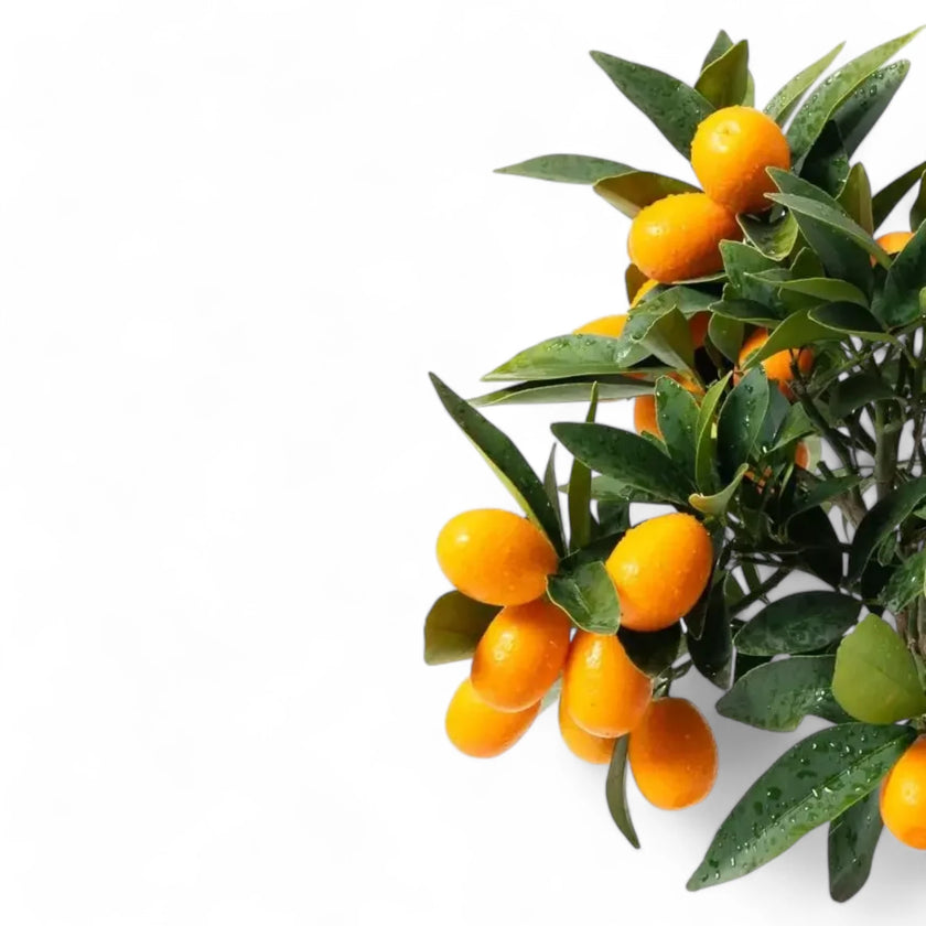 Citrus japonica 'Kumquat' – Zimmerpflanze im Kulturtopf auf weißem Hintergrund, Produktfoto 2.