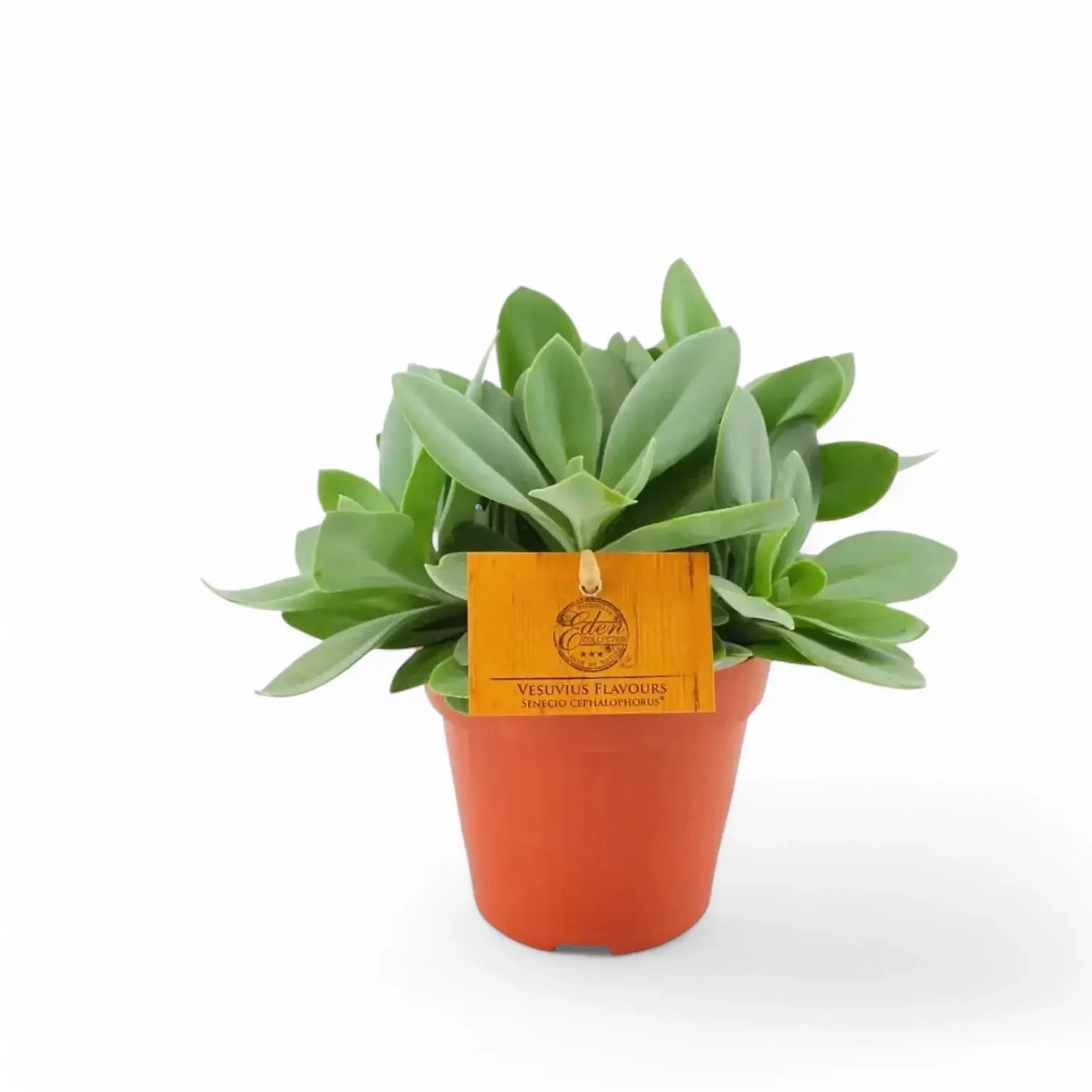 Kleinia cephalophora potted houseplant in nursery pot on white background, product photo 5.