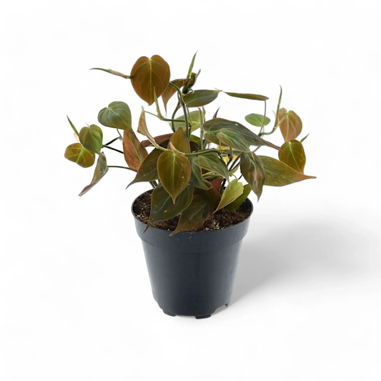 Philodendron micans (Philodendron hederaceum var. hederaceum) potted houseplant in nursery pot on white background, product photo 6.