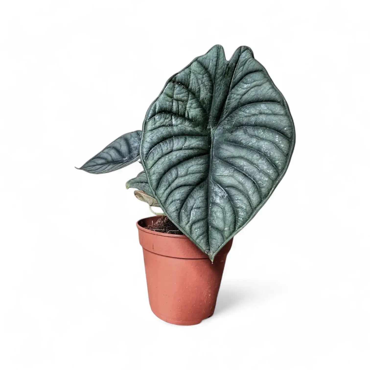 Alocasia nebula 'Silver' ('Black Diamond') potted houseplant in nursery pot on white background, product photo 7.