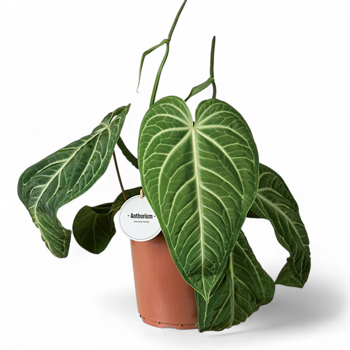 Anthurium villenaorum potted houseplant in nursery pot on white background, product photo 3.