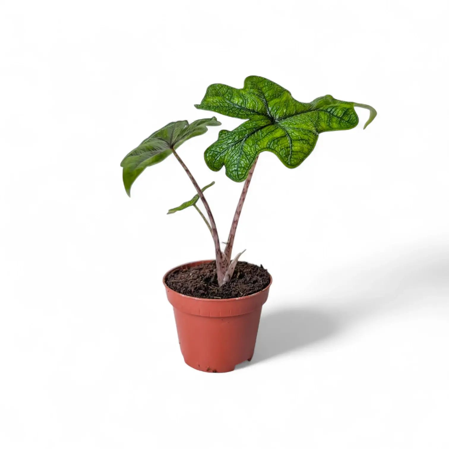 Alocasia 'Jacklyn' potted houseplant in nursery pot on white background, product photo 5.
