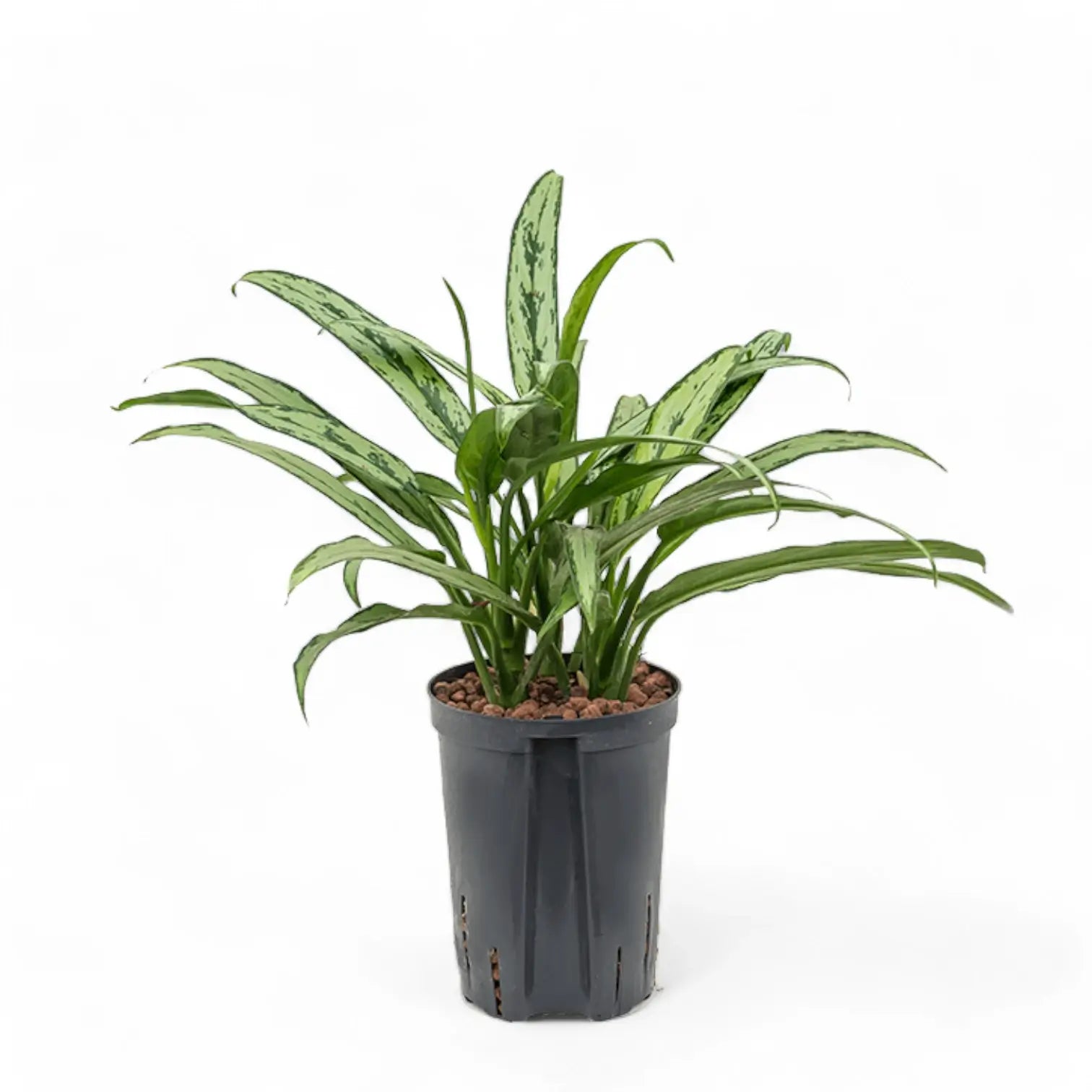 Aglaonema 'Cutlass' potted houseplant in nursery pot on white background, product photo 4.