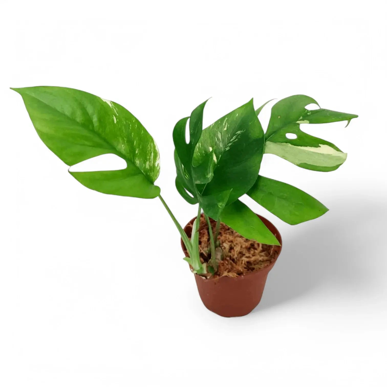 Rhaphidophora tetrasperma albo-variegata potted houseplant in nursery pot on white background, product photo 7.