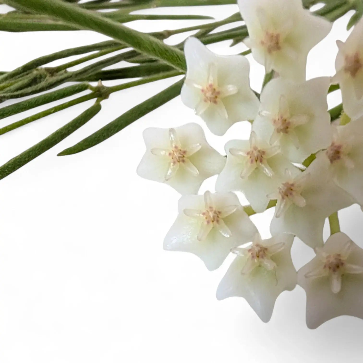 Hoya linearis – Topfpflanze im Kulturtopf vor weißem Hintergrund, Produktfoto 7.