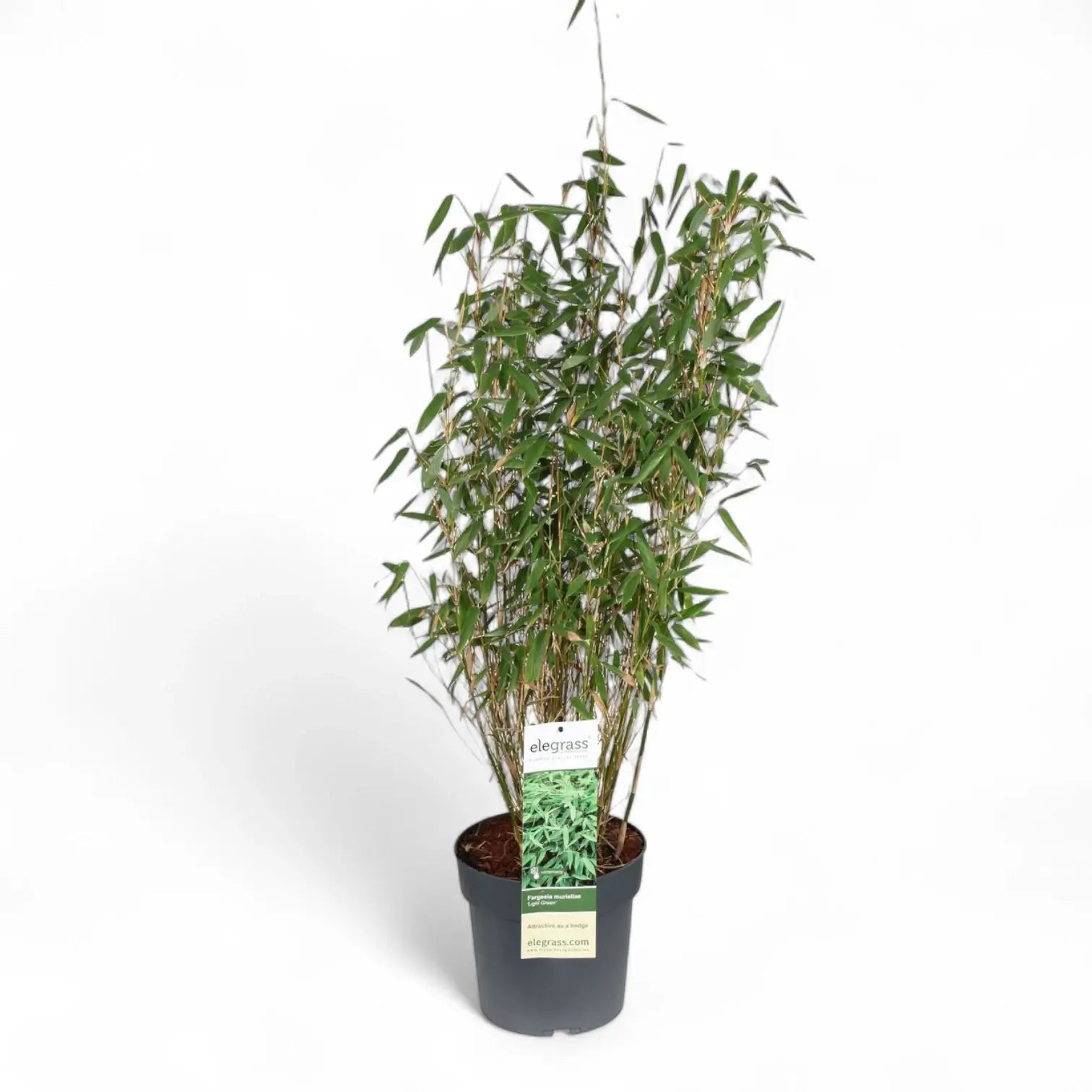 Fargesia murielae 'Light Green' – Topfpflanze im Kulturtopf vor weißem Hintergrund, Produktfoto 4.