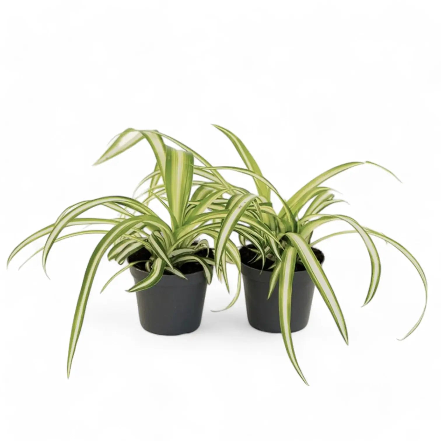Chlorophytum comosum variegatum – Zimmerpflanze im Kulturtopf auf weißem Hintergrund, Produktfoto 4.