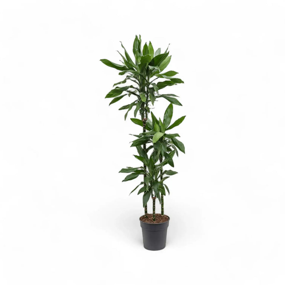 Dracaena fragrans 'Janet Lind' – Topfpflanze im Kulturtopf vor weißem Hintergrund, Produktfoto 10.
