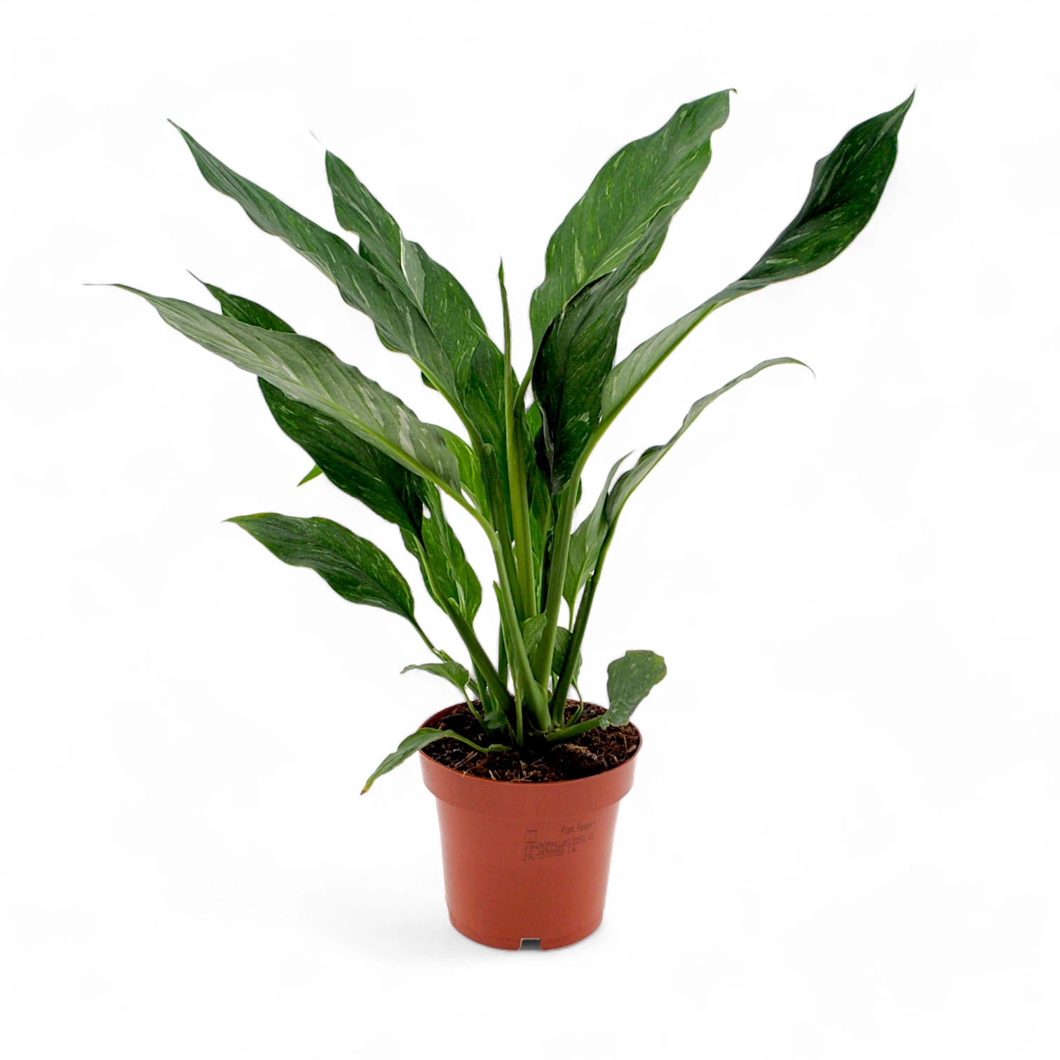 Spathiphyllum 'Diamond' potted houseplant in nursery pot on white background, product photo 5.