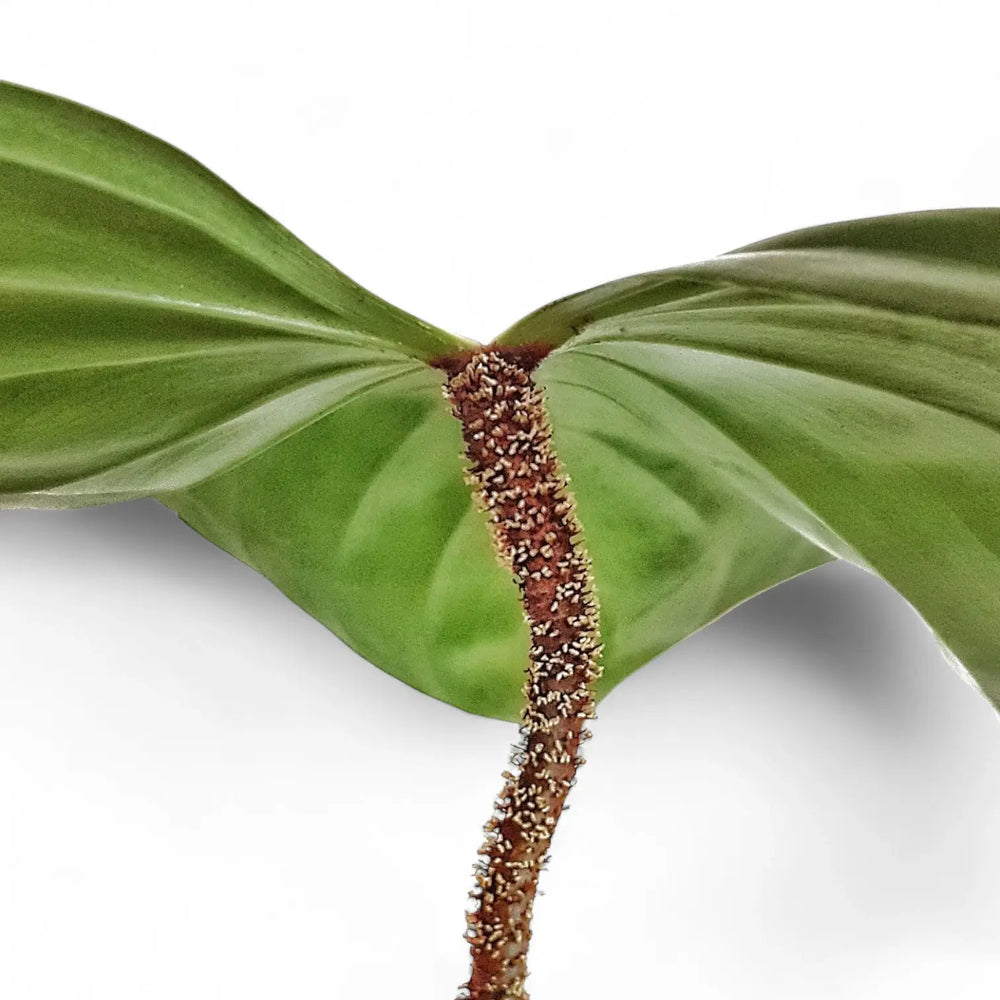 Philodendron nangaritense – Nahaufnahme eines Blatts vor weißem Hintergrund.