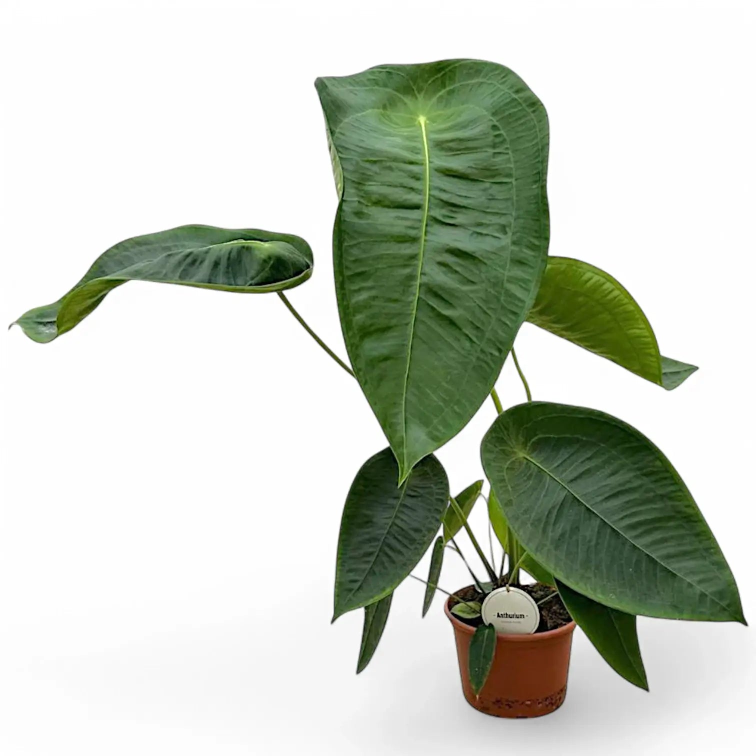 Anthurium peltigerum potted houseplant in nursery pot on white background, product photo 12.