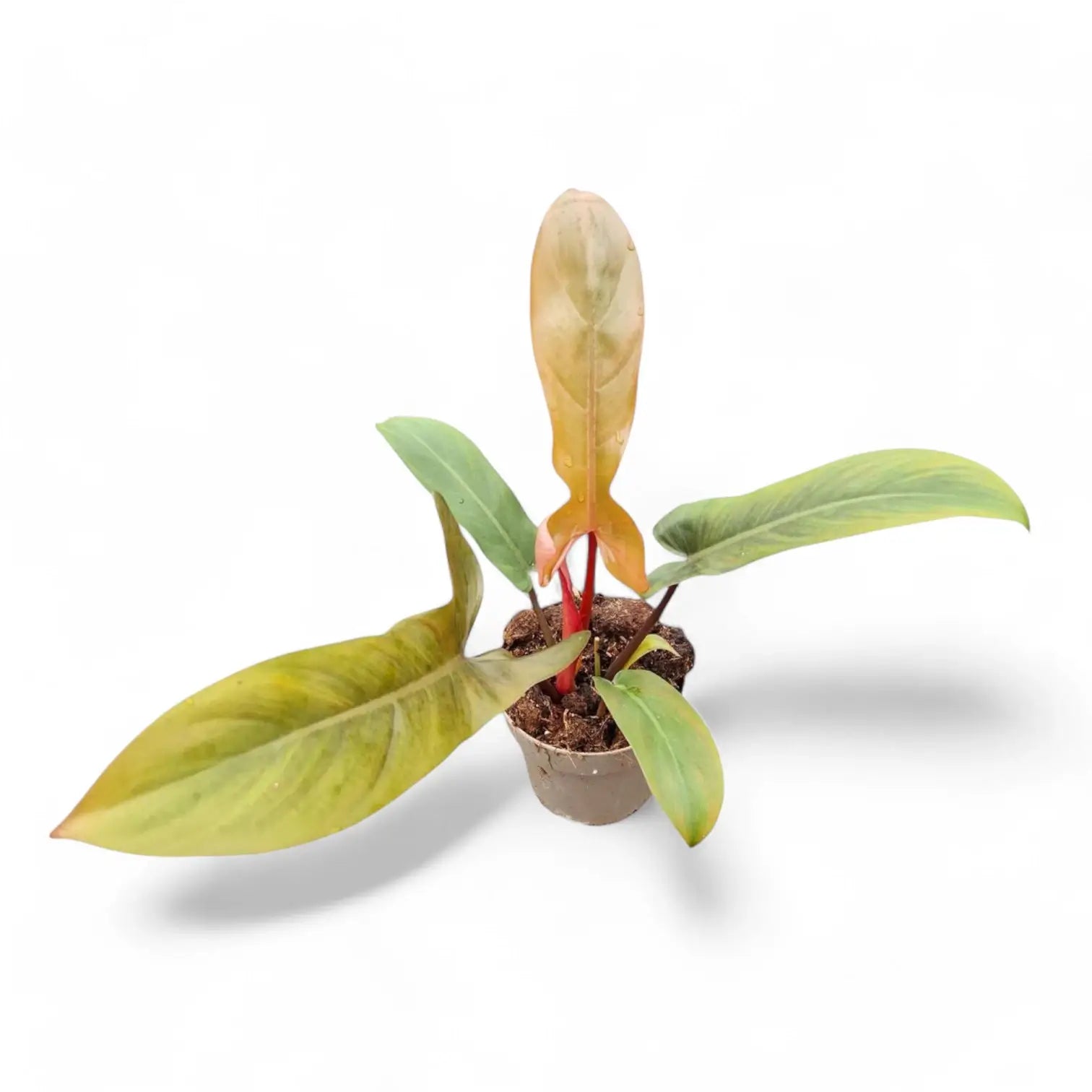 Philodendron 'Florida bronze' potted houseplant in nursery pot on white background, product photo 7.