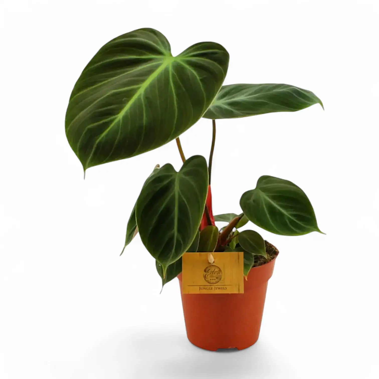 Philodendron 'El Choco red' (Philodendron rubrijuvenile) – Zimmerpflanze im Kulturtopf auf weißem Hintergrund, Produktfoto 9.